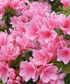 Garden Goods Direct Coral Bells Azalea
