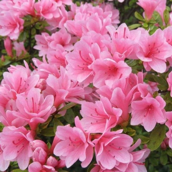 Garden Goods Direct Coral Bells Azalea 1 Garden Goods Direct Coral Bells Azalea