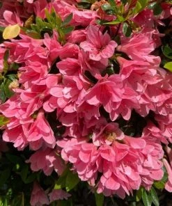 Garden Goods Direct Coral Bells Azalea 7 Garden Goods Direct Coral Bells Azalea