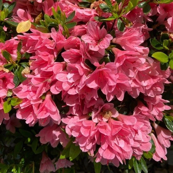 Garden Goods Direct Coral Bells Azalea 4 Garden Goods Direct Coral Bells Azalea