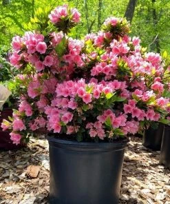 Garden Goods Direct Coral Bells Azalea