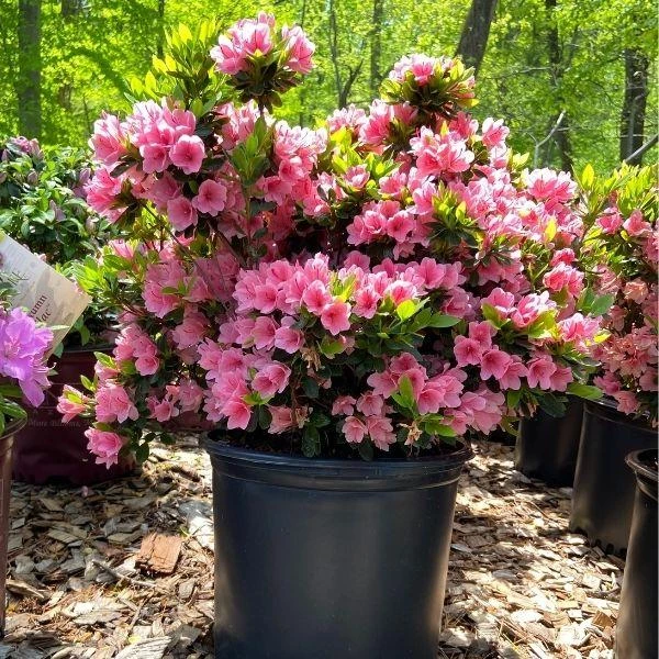 Garden Goods Direct Coral Bells Azalea 2 Garden Goods Direct Coral Bells Azalea