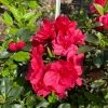 Garden Goods Direct Shrubs Hershey Red Azalea