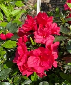 Garden Goods Direct Shrubs Hershey Red Azalea