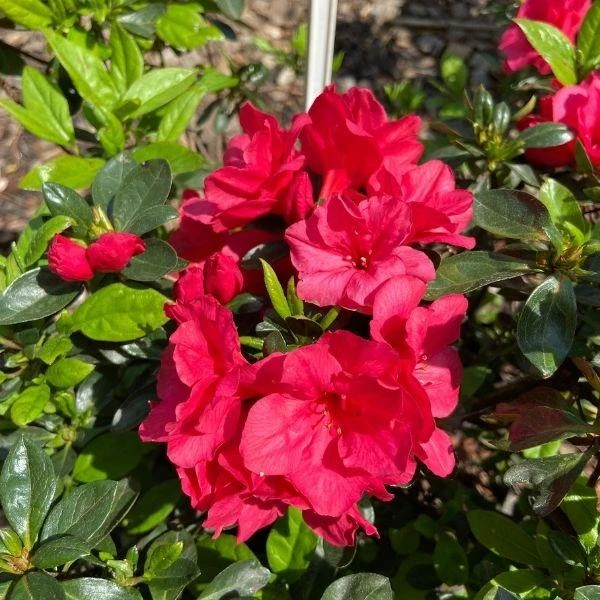 Garden Goods Direct Shrubs Hershey Red Azalea 1 Garden Goods Direct Shrubs Hershey Red Azalea
