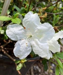 Garden Goods Direct Azalea Girards Pleasant White Shrubs 5 Garden Goods Direct Azalea Girards Pleasant White Shrubs