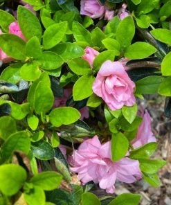 Garden Goods Direct Shrubs Rosebud Azalea