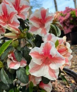 Garden Goods Direct Encore® Autumn Starburst® Azalea Shrubs