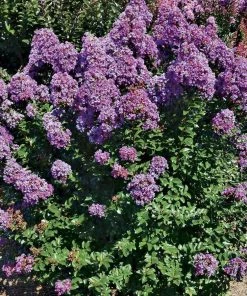 Garden Goods Direct Purple Magic Crape Myrtle Trees 6 Garden Goods Direct Purple Magic Crape Myrtle Trees
