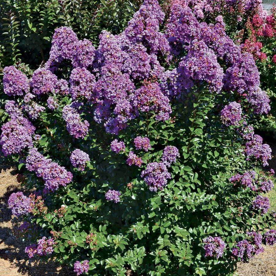 Garden Goods Direct Purple Magic Crape Myrtle Trees 3 Garden Goods Direct Purple Magic Crape Myrtle Trees