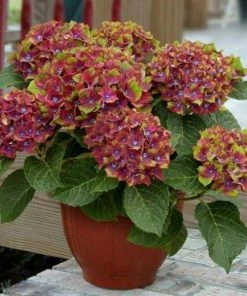 Garden Goods Direct Next Generation Pistachio Hydrangea