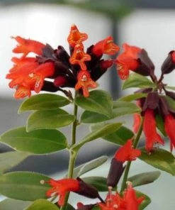 Garden Goods Direct House Plants Mona Lisa Lipstick Plants 7 Garden Goods Direct House Plants Mona Lisa Lipstick Plants