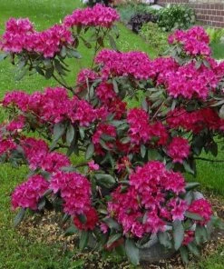 Garden Goods Direct Shrubs Rhododendron Nova Zembla