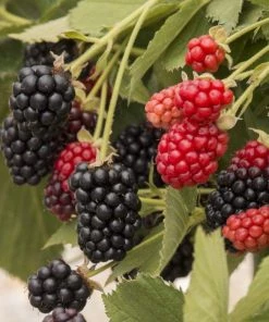 Garden Goods Direct Baby Cakes Blackberry Bushes