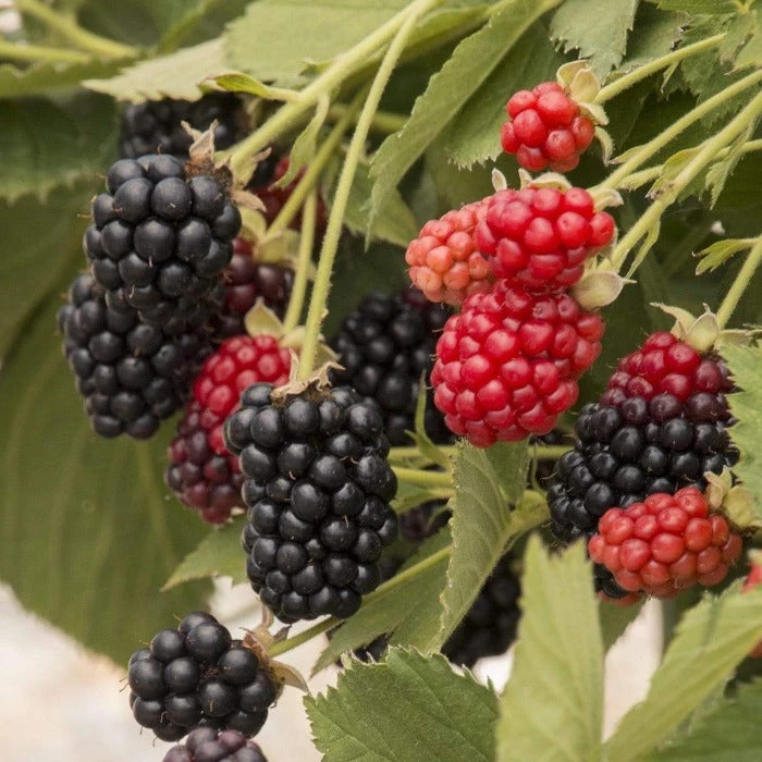 Garden Goods Direct Baby Cakes Blackberry Bushes 2 Garden Goods Direct Baby Cakes Blackberry Bushes