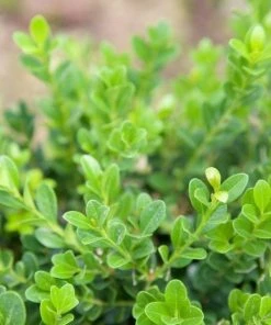 Garden Goods Direct Baby Gem™ Boxwood