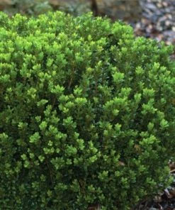 Garden Goods Direct Baby Gem™ Boxwood