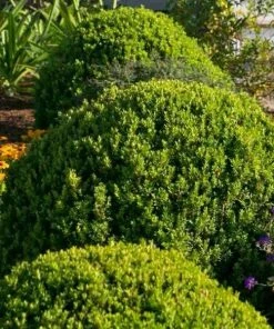 Garden Goods Direct Baby Gem™ Boxwood 6 Garden Goods Direct Baby Gem™ Boxwood