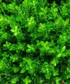Garden Goods Direct Baby Jade™ Boxwood Shrubs