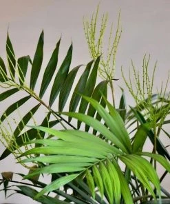 Garden Goods Direct Bamboo Palm