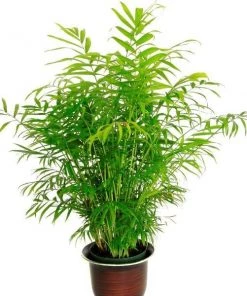Garden Goods Direct Bamboo Palm