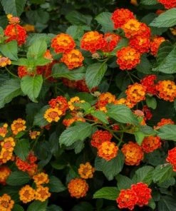 Garden Goods Direct Red Lantana