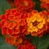 Garden Goods Direct Red Lantana
