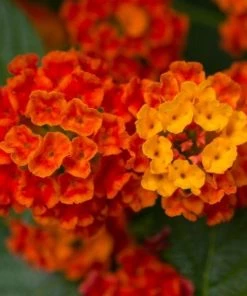 Garden Goods Direct Red Lantana