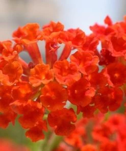 Garden Goods Direct Red Lantana