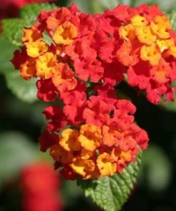 Garden Goods Direct Red Lantana