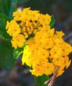Garden Goods Direct Annuals Yellow Lantana