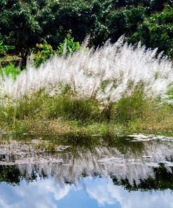 Garden Goods Direct Miscanthus Bandwidth