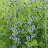 Garden Goods Direct Blue False Indigo