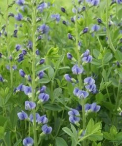 Garden Goods Direct Blue False Indigo