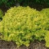 Garden Goods Direct Bonanza Gold Barberry