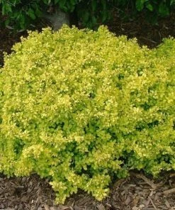 Garden Goods Direct Bonanza Gold Barberry