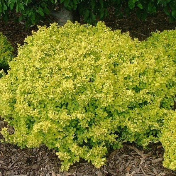 Garden Goods Direct Bonanza Gold Barberry 1 Garden Goods Direct Bonanza Gold Barberry