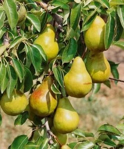 Garden Goods Direct Trees Bartlett Pear Tree