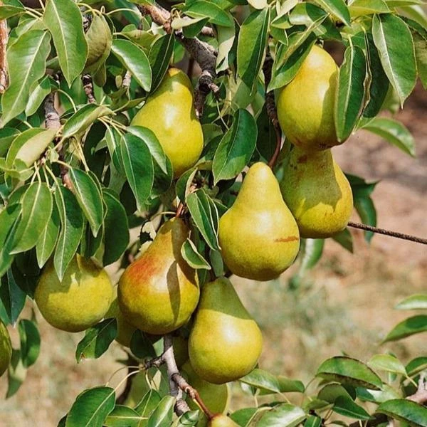 Garden Goods Direct Trees Bartlett Pear Tree 1 Garden Goods Direct Trees Bartlett Pear Tree