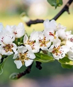 Garden Goods Direct Trees Bartlett Pear Tree 7 Garden Goods Direct Trees Bartlett Pear Tree