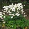 Garden Goods Direct Anemone Honorine Jobert