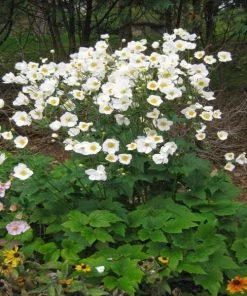 Garden Goods Direct Anemone Honorine Jobert