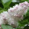 Garden Goods Direct Beauty Of Moscow Lilac Shrubs