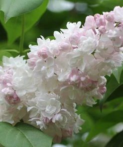 Garden Goods Direct Beauty Of Moscow Lilac Shrubs