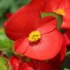Garden Goods Direct Annuals Red Begonia