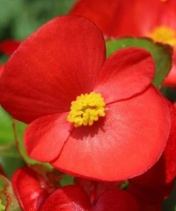 Garden Goods Direct Annuals Red Begonia