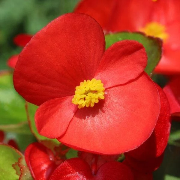 Garden Goods Direct Annuals Red Begonia 1 Garden Goods Direct Annuals Red Begonia