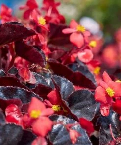 Garden Goods Direct Bronze Leaf Red Begonia