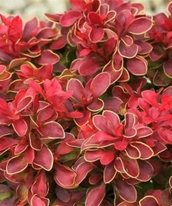 Garden Goods Direct Admiration Barberry