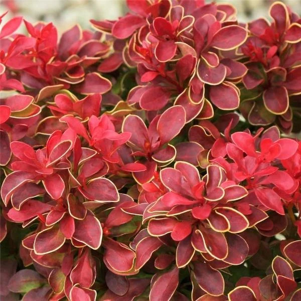 Garden Goods Direct Admiration Barberry 1 Garden Goods Direct Admiration Barberry